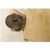 EM-S1-RAMSSES-IX-S-MUMMY-10211-1_800x800.jpg