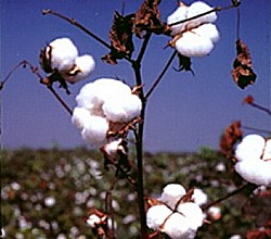 Cotton.jpg
